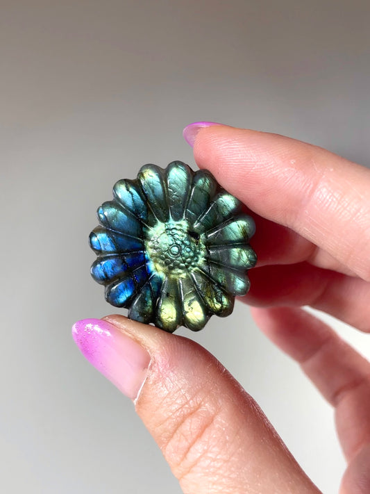 Fleurs Marguerite Labradorite