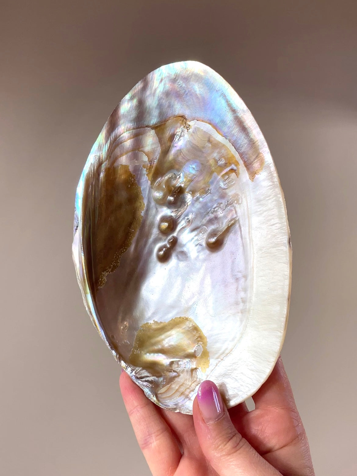 Coquilles d'Huître perlière