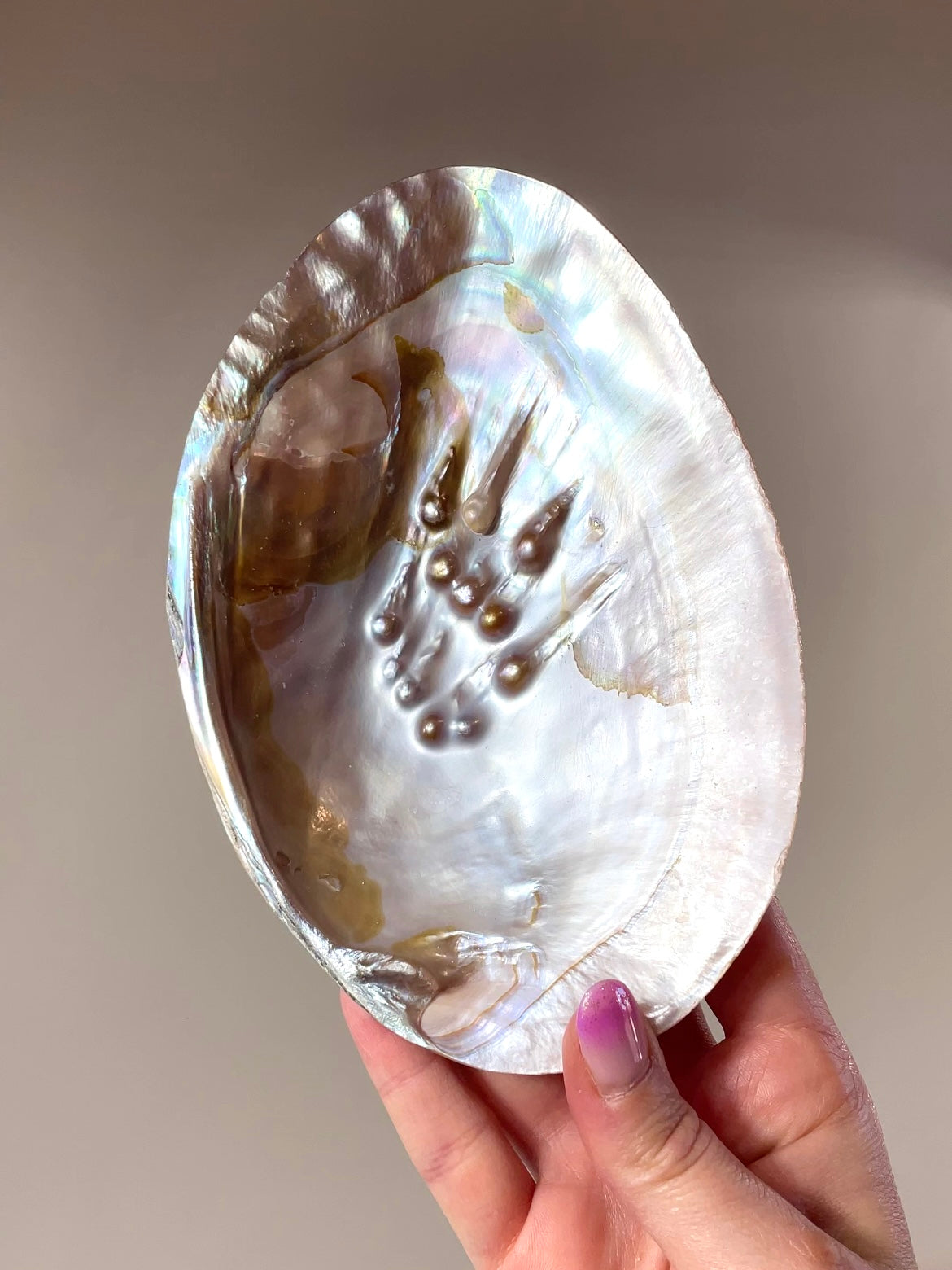 Coquilles d'Huître perlière