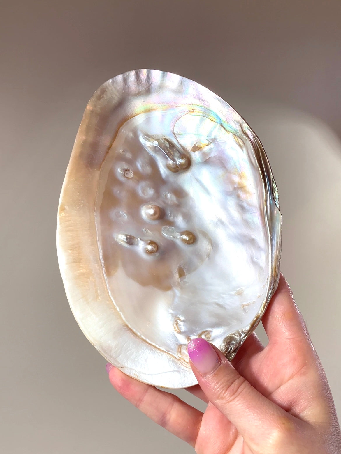 Coquilles d'Huître perlière